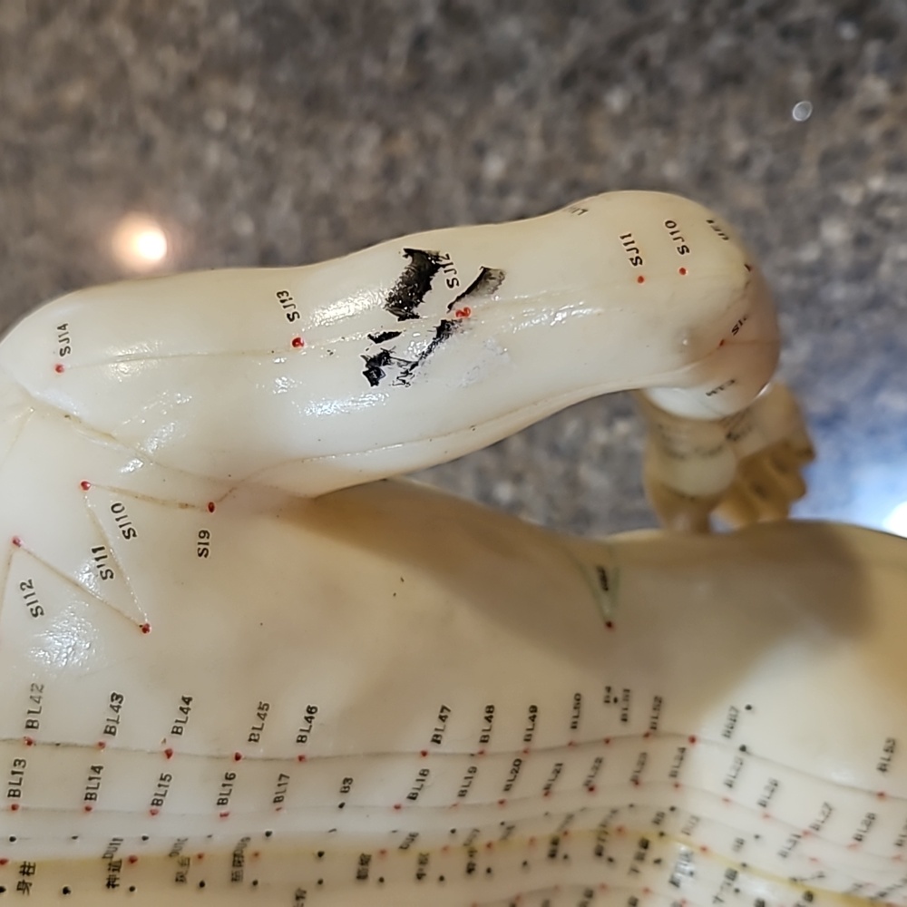 Acupuncture Model - Picture 4 of 4